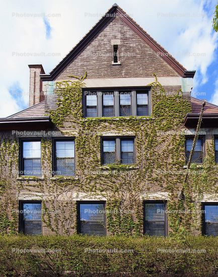 Building, Ivy, University of Chicago
