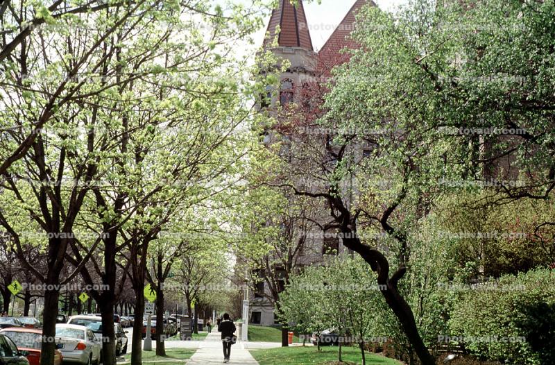 springtime, trees, University of Chicago
