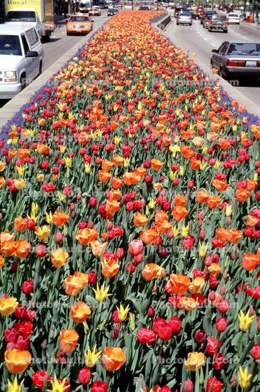 Tulips on Michigan Avenue