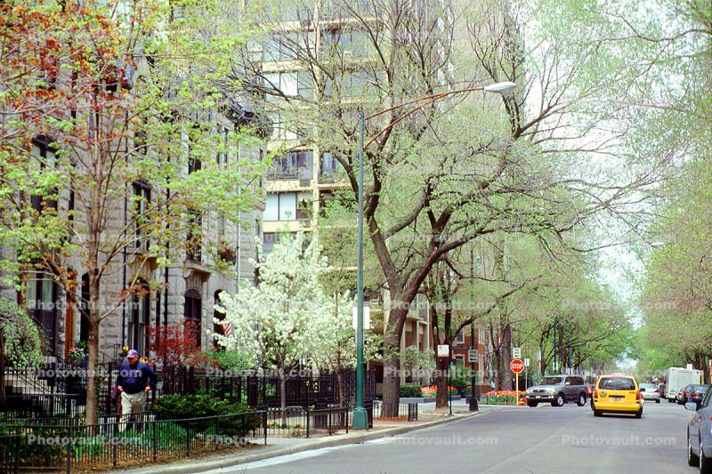 Springtime Trees, street, cars, buildings
