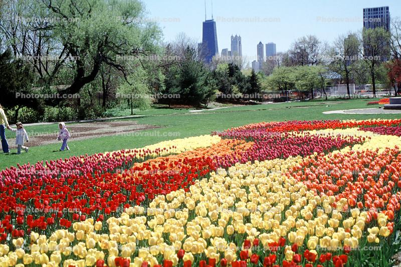 Tulips, Lincoln Park