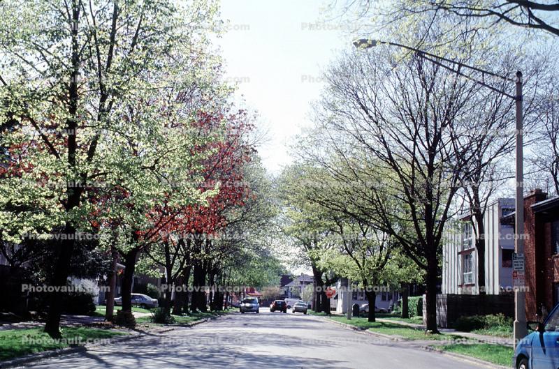Street, Trees, Springtime, Oak Park