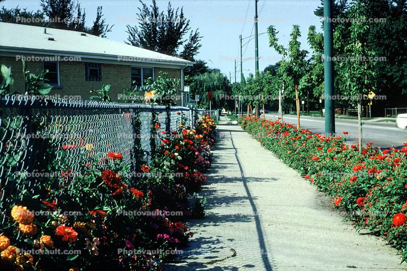 Sidewalk, flowers, Garden, August 1967, 1960s