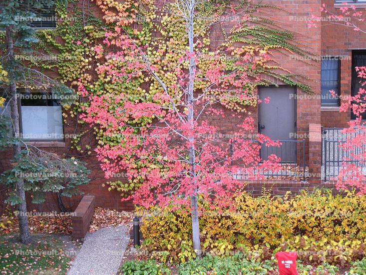 Tree, Brick Wall, Ivy, autumn