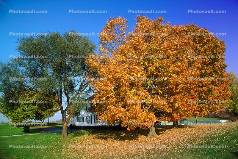home, house, Building, domestic, domicile, residency, housing, fall colors, Autumn, Trees, Vegetation, Flora, Plants, Woods, Forest, Exterior, Outdoors, Outside, Rural, peaceful