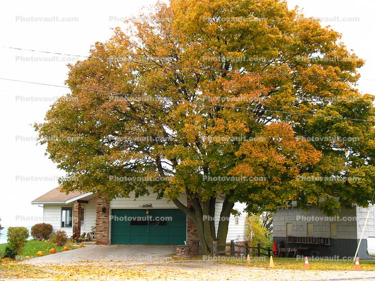 Home, House, Garage, Tree, autumn