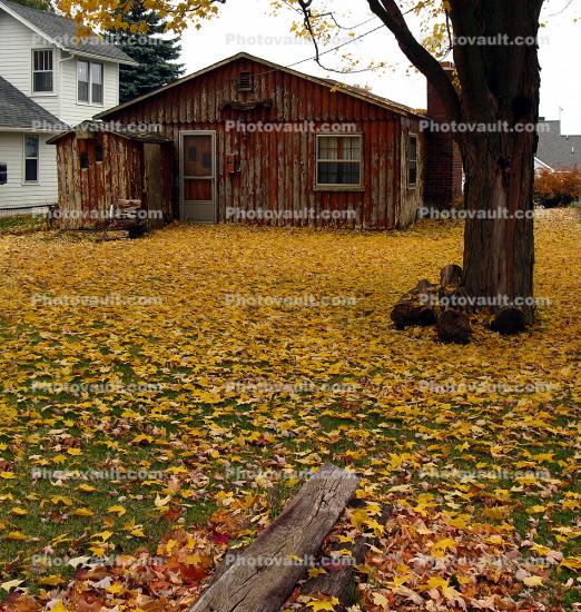 house, housing, home, single family dwelling unit, fall colors, leaves, Building, domestic, domicile, residency, tree, Port Sanilac, Michigan, autumn