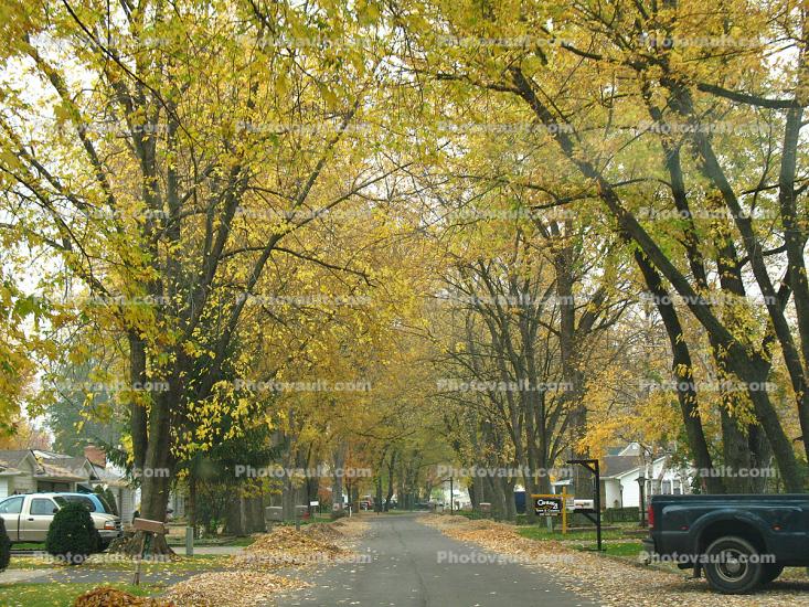 Tree lined street, road, neighborhood, autumn, City of Port Huron