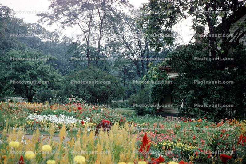 Garden in Dearborn, August 1966