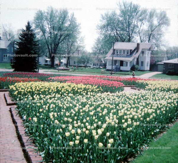 Tulips, Home, House, Garden, Tulips