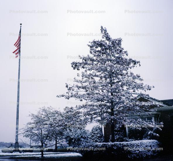 Flagpole, Snow, Cold, Ice, Frozen, Icy, Winter, tree