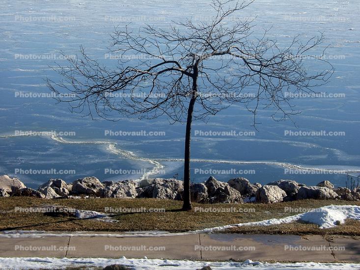 Bare Tree, Frozen Lake Michigan, Manitowoc