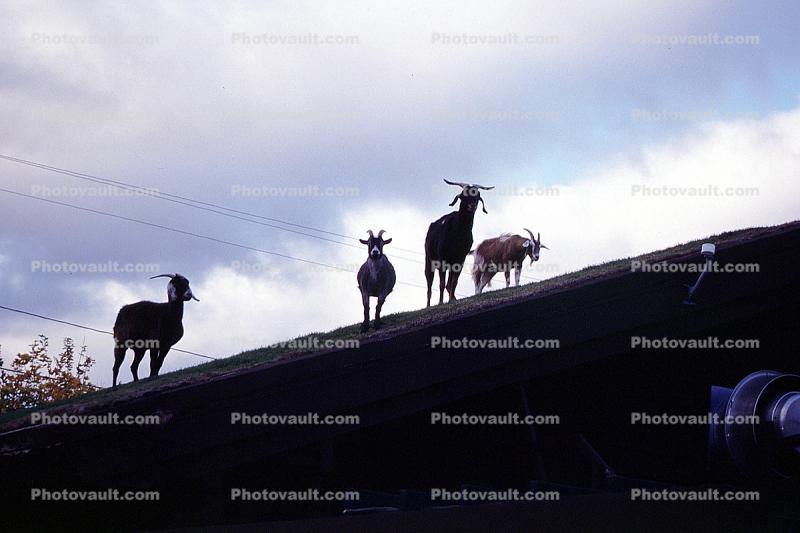goats on a roof, Grass sod roof, Green Bay Peninsula, Door County