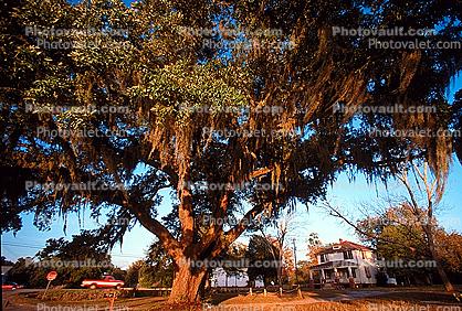 Antebellum House, Giant Tree, Hanging Moss