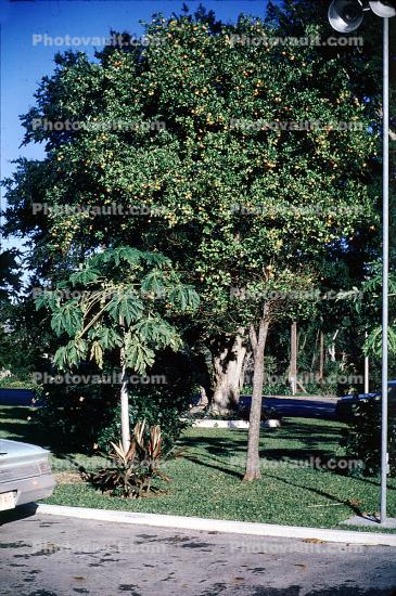 Mimosa Tree, December 1965