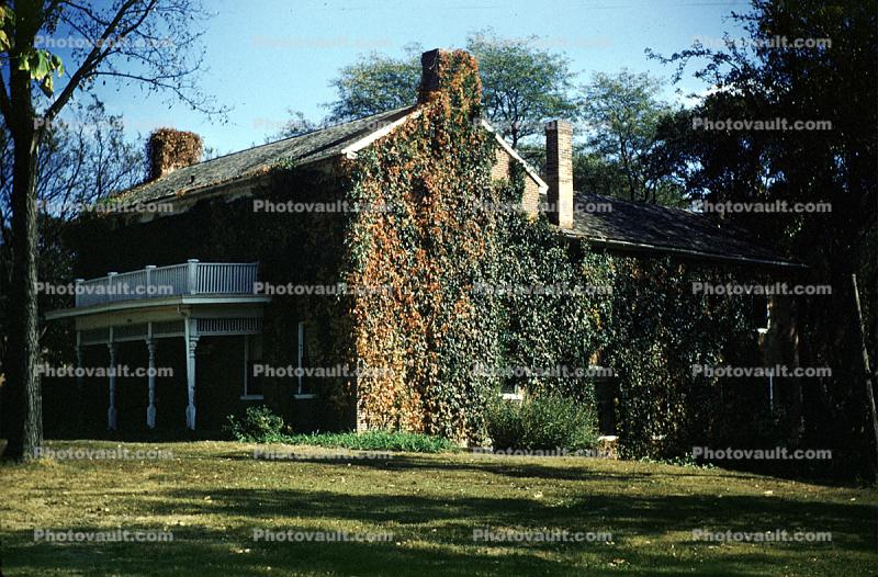 Home, house, ivy, April 1959, 1950s