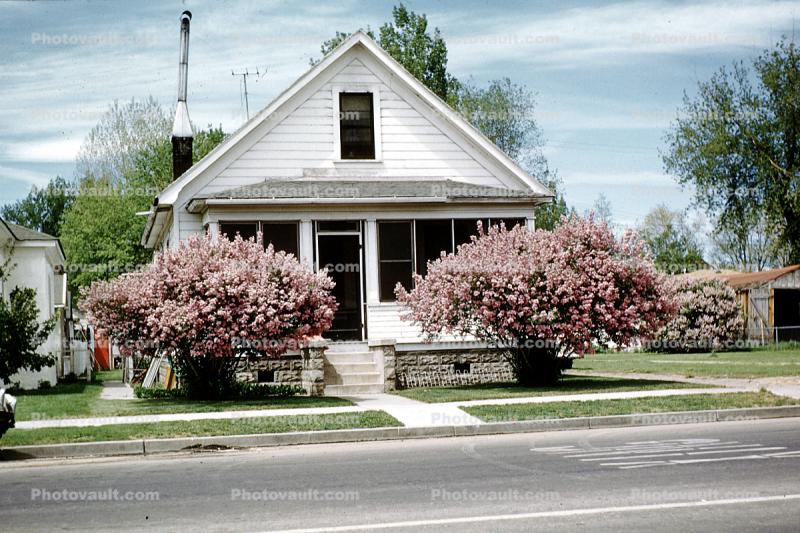 springtime blossoms, Curb, Sidewalk, Tree, street, April 1958, 1950s