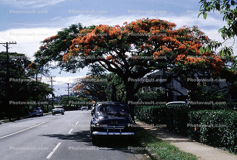 Neighborhood, Sidewalk, Tree, Parked Car, 1940s