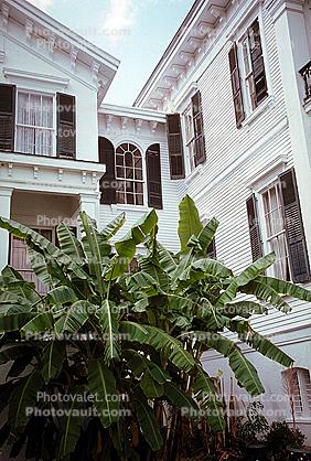 Banana Trees, Mansion, Home, House, Plantation