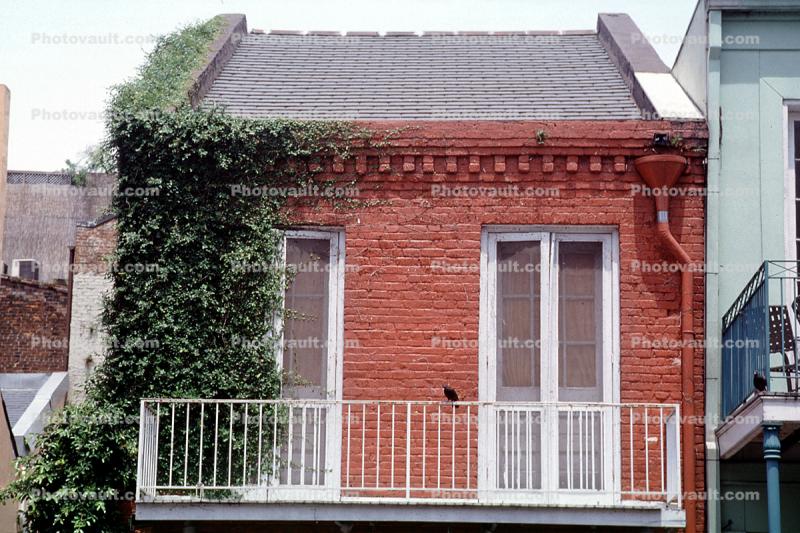 Ivy, Balcony, door, Guardrail, Building, the French Quarter