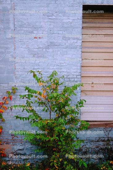 Vegetation, Flora, Plant, Wall, Exterior, Outdoors, Outside