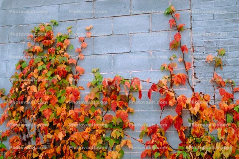 Ivy, fall colors, Autumn, Vegetation, Flora, Plants, Wall, Exterior, Outdoors, Outside