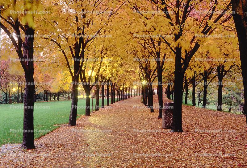 Tree lined sidewalk, Autumn, Deciduous, Twilight, Dusk, Dawn, Cottagecore