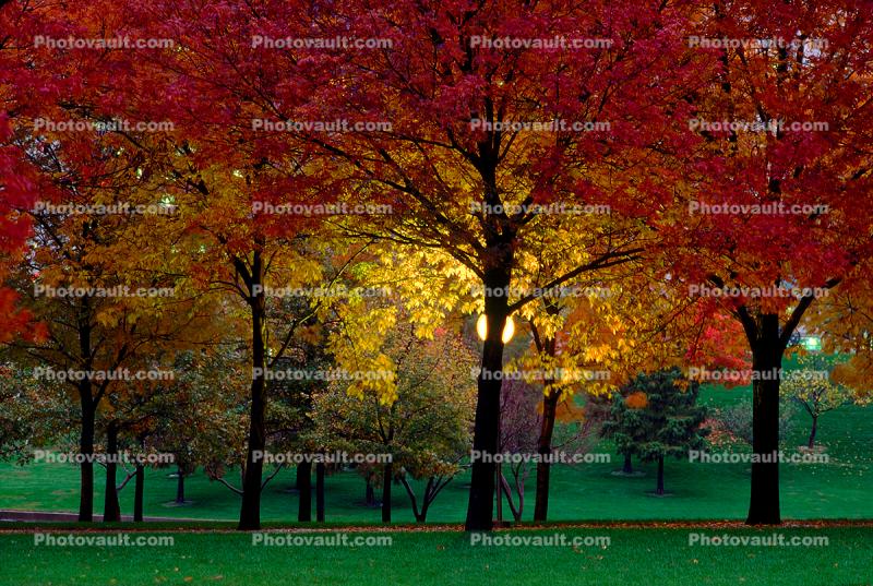 Autumn, Deciduous Trees, Fall Colors, Twilight, Dusk, Dawn, Night, Nighttime, Exterior, Outdoors, Outside