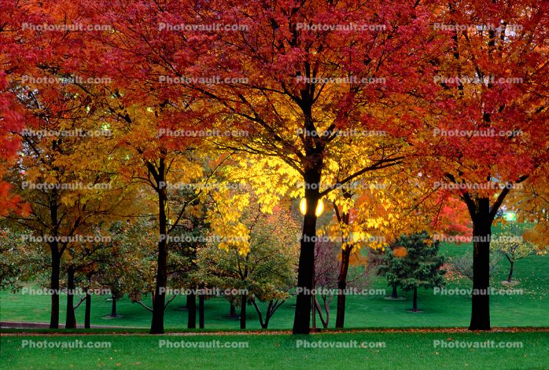 Autumn, Deciduous Trees, Fall Colors, Twilight, Dusk, Dawn, Night, Nighttime, Exterior, Outdoors, Outside