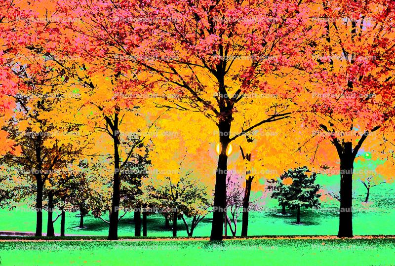 Autumn, Deciduous Trees, Fall Colors, Twilight, Dusk, Dawn, Paintography
