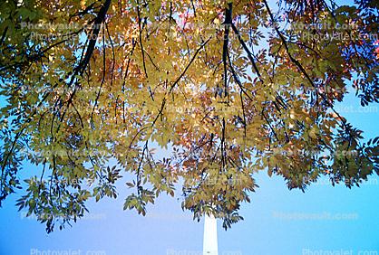 The Gateway Arch, looking-up, tree, autumn