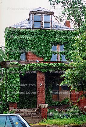 Home, House, Ivy, Residential Building