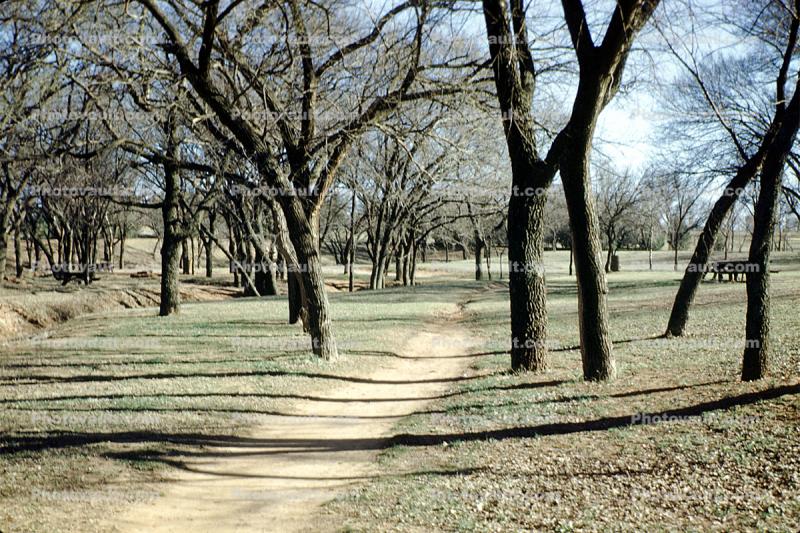 trees, path