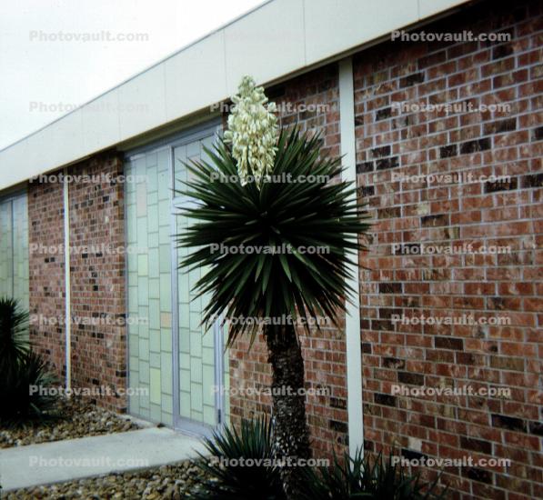 Brick Walls, Motel Yucca, Forest City, Banana Yucca, (Yucca baccata), Monocot, Asparagales, Asparagaceae, Agavoideae, Yucca Plant