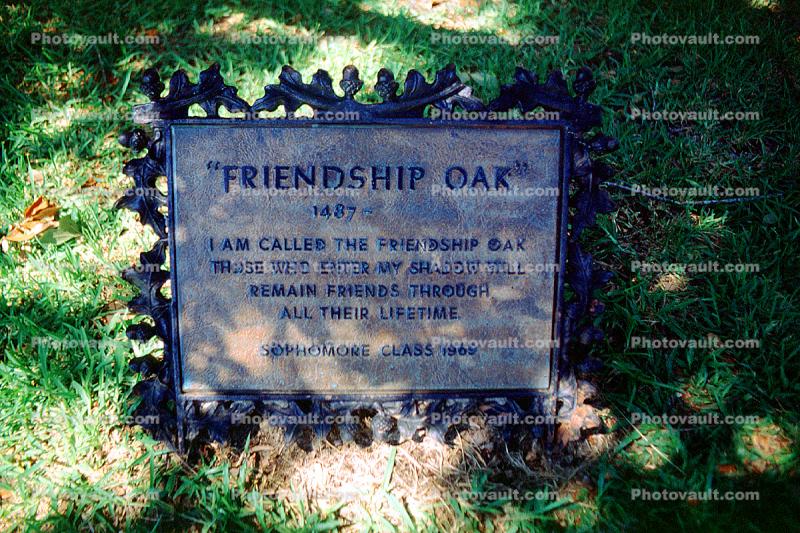 Friendship Oak