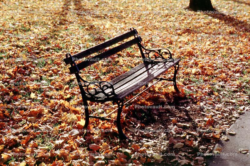 Bench, Autumn Leaves, The Hermitage