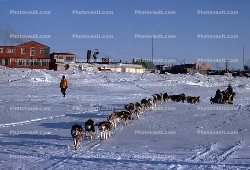 Dogsled Team, Ice, Snow, Nome Alaska in the Winter