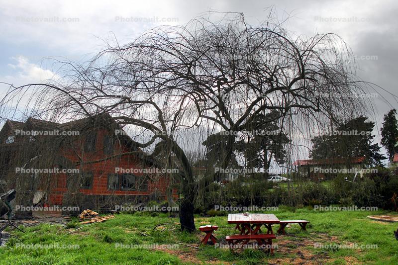 Tree, Picnic Table, Building, Two-Rock, Sonoma County