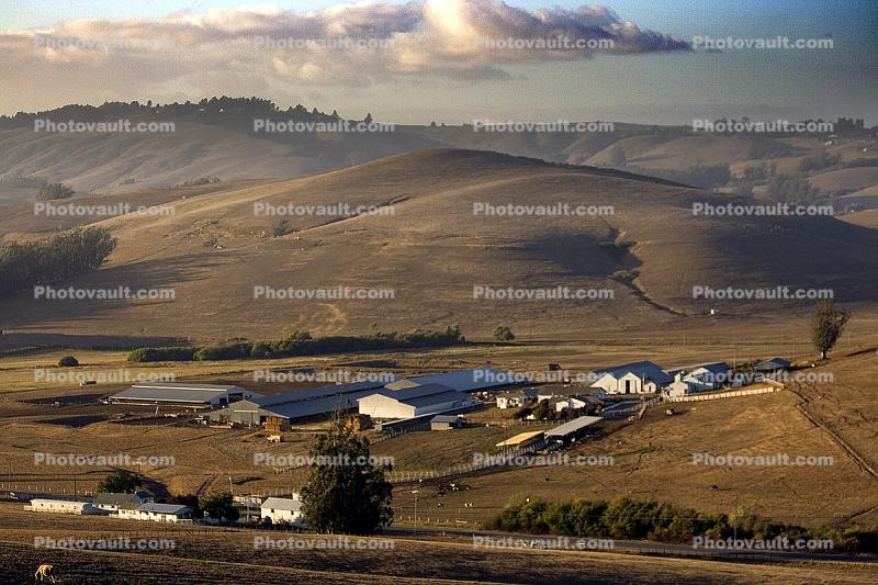 Ranch, Hills, Bloomfield Valley, Sonoma County