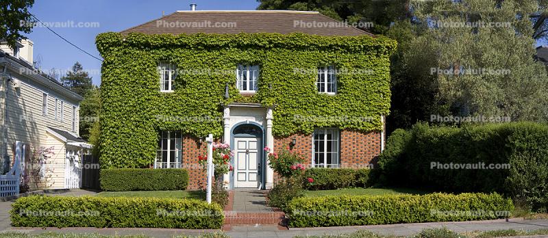 Ivy, Brick, House, Petaluma, Panorama