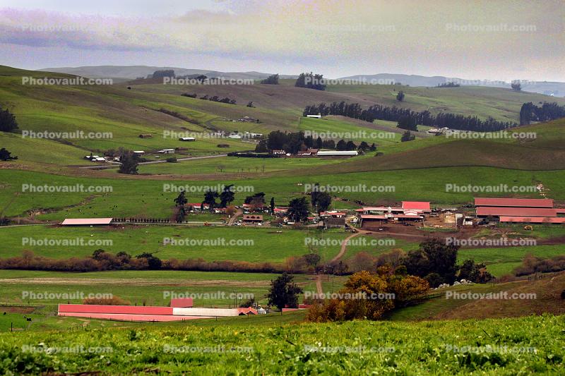 Fields, Buildings, Dairy, Two-Rock, Sonoma County