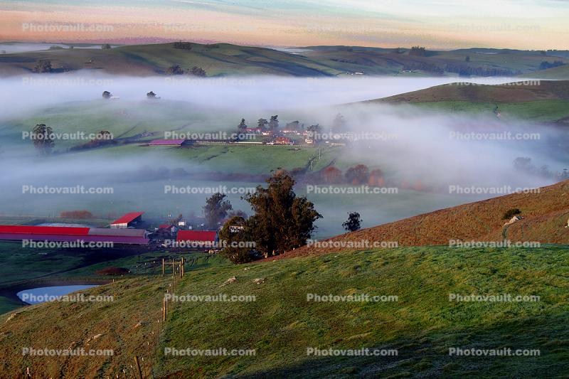 Hills, Fog, Morning, Two-Rock, Sonoma County, Panorama
