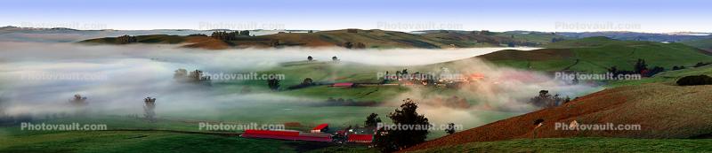 Trees, Buildings, Fog, Morning, Two-Rock, Sonoma County, Panorama