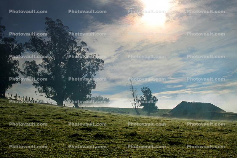 Trees, Buildings, Fog, Morning, Two-Rock, Sonoma County, Panorama