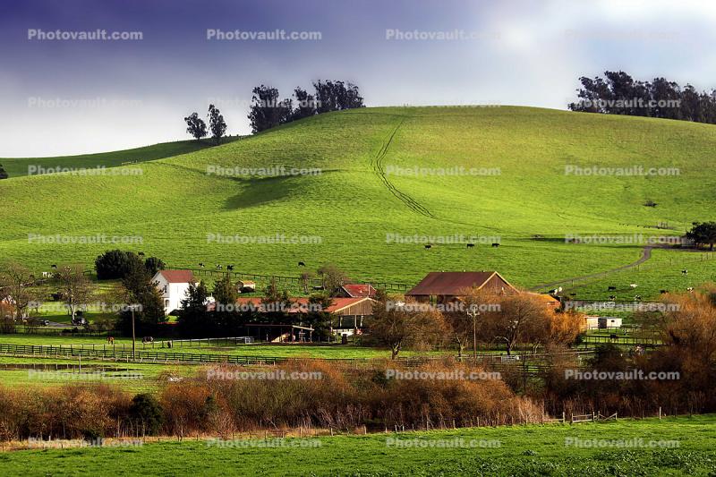 Buildings, Fields, Trees, Dairy, Two-Rock, Sonoma County