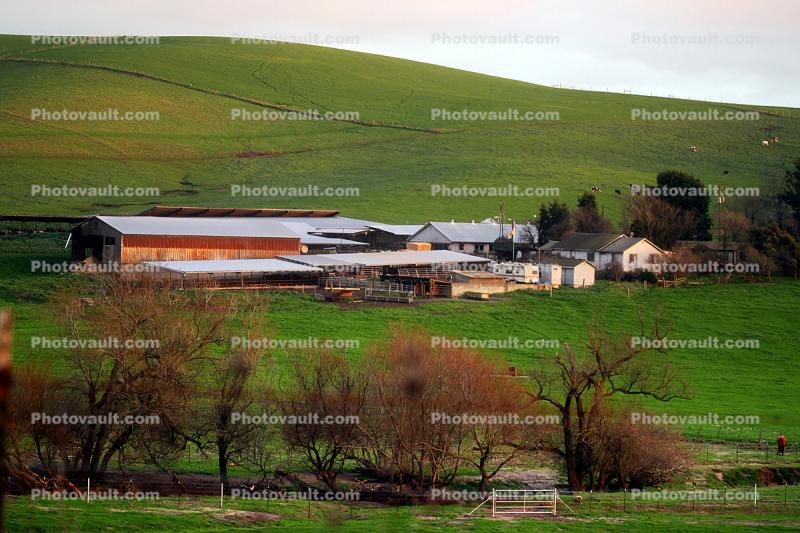 Barn, Home, House, Dairy, Two-Rock, Sonoma County