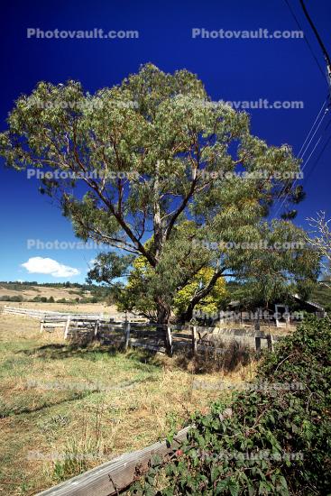 Tree, Field, Freestone, Sonoma County