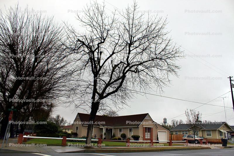 Bare Tree, house, Gustine, Merced County