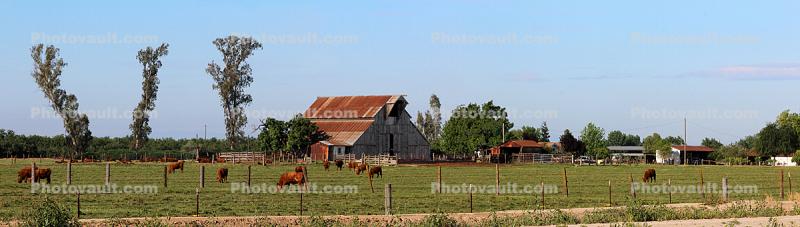 Cows, Pasture, Barn, trees, fields, east of Gustine, Merced County