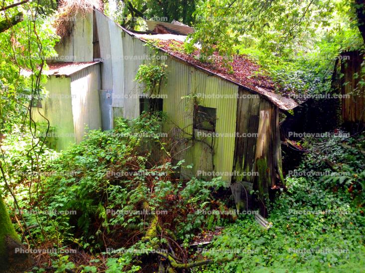 abandoned house, building, jungle, ivy